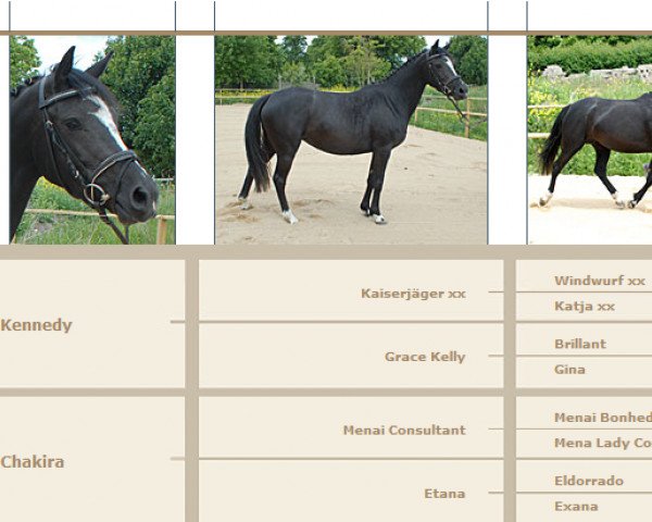 broodmare Kendrina (German Riding Pony, 2009, from Kennedy WE)