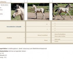 jumper Grimana (German Riding Pony, 2013, from Hesselteichs Grimaldi)