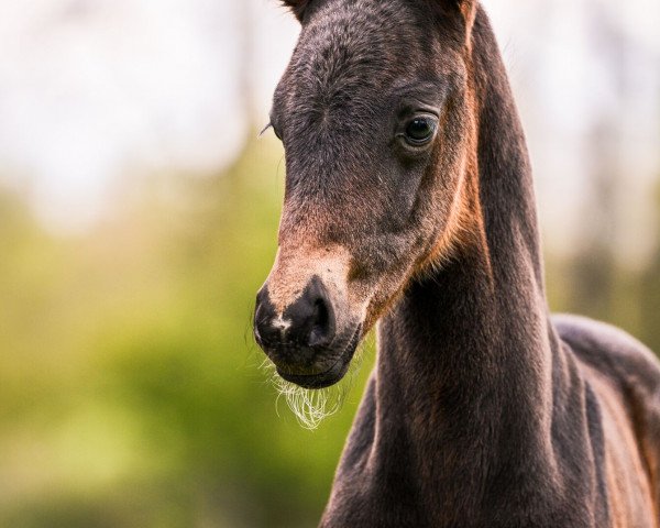 broodmare Goldmarie (Rhinelander, 2017, from Goldberg)