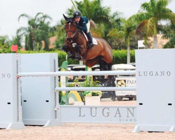 jumper Basic (KWPN (Royal Dutch Sporthorse), 2006, from Silverstone)