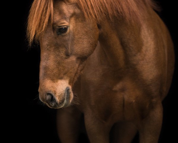 horse Vino Nostrano (German Riding Pony, 2008, from Vincent)