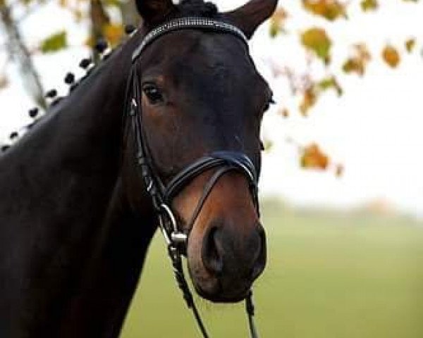 dressage horse Dürer 7 (Württemberger, 2007, from Don Filippo)