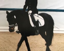 jumper Flikka 10 (New Forest Pony, 2008, from Sulaatik's Peter Pan)