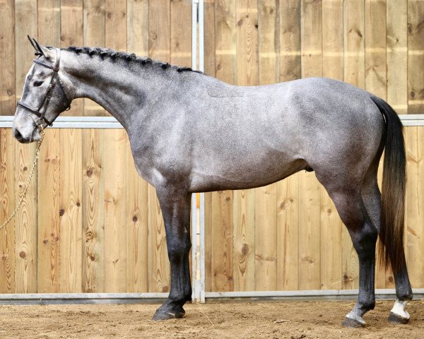 horse Jarino Blue F (KWPN (Royal Dutch Sporthorse), 2014, from Zirocco Blue)