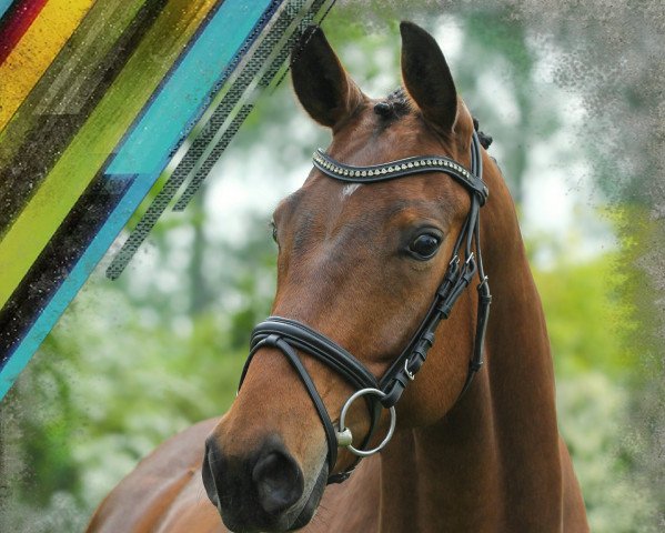 Pferd Flosiety (Westfale, 2011, von Florentinus V 219 FIN)