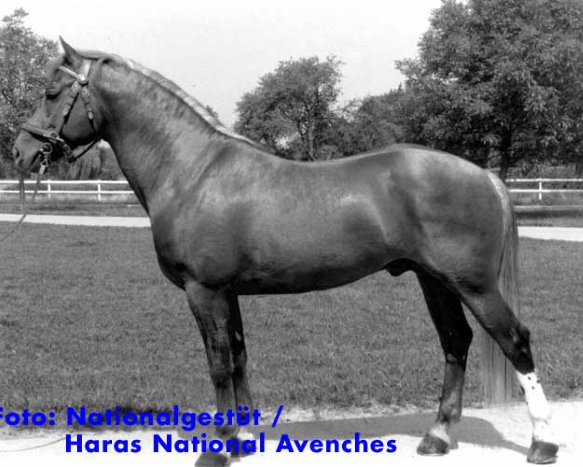 stallion Lorrain (Freiberger, 1983, from Alsacien)