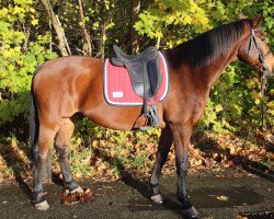 jumper Capacity Lord's Son (Danish Warmblood, 2006, from Lord If de Chalusse)
