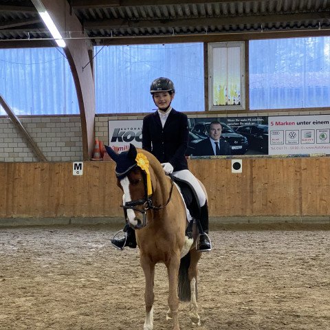 dressage horse Donizetti (German Riding Pony, 2009, from D'Artagnan)