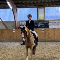 dressage horse Donizetti (German Riding Pony, 2009, from D'Artagnan)
