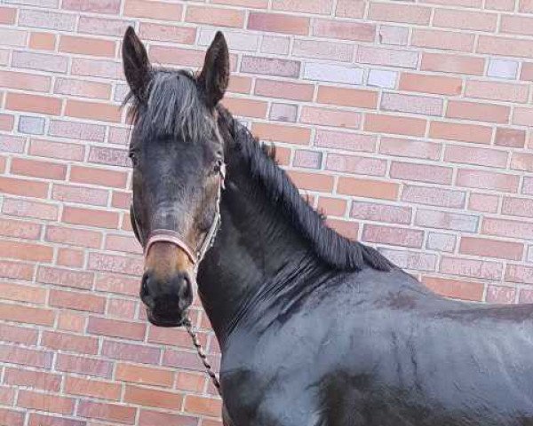 horse Havanero X (Hanoverian, 2011, from Hochadel)