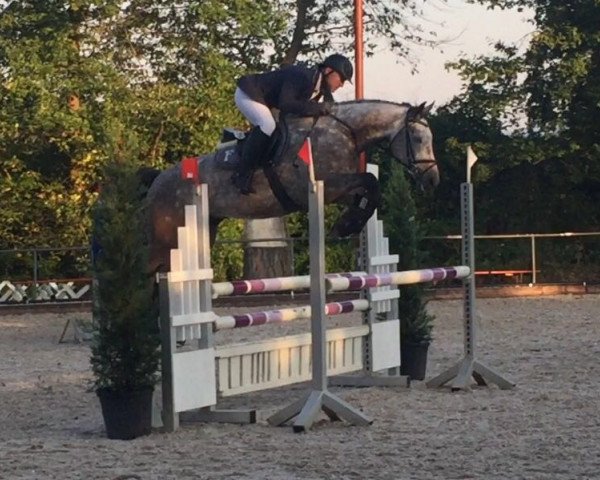 jumper Ca Savio (Württemberger, 2012, from Clearway)