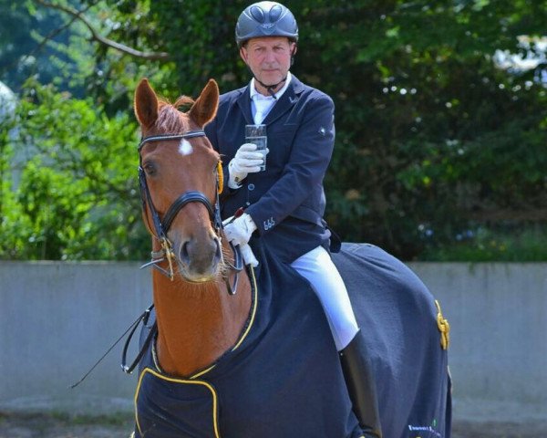 Dressurpferd Little Fly HP (Hannoveraner, 2008, von Laurentio)
