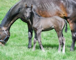 Pferd Ketch Up (Westfale, 2017, von Kannan)