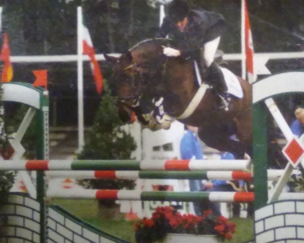 dressage horse Heidi (Oldenburg, 1995, from Hasko)