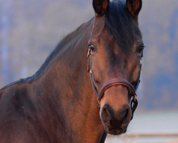 dressage horse Francesco 63 (Westphalian, 2004, from Florestan I) dressage horse Francesco 63 (Westphalian, 2004, from Florestan I)