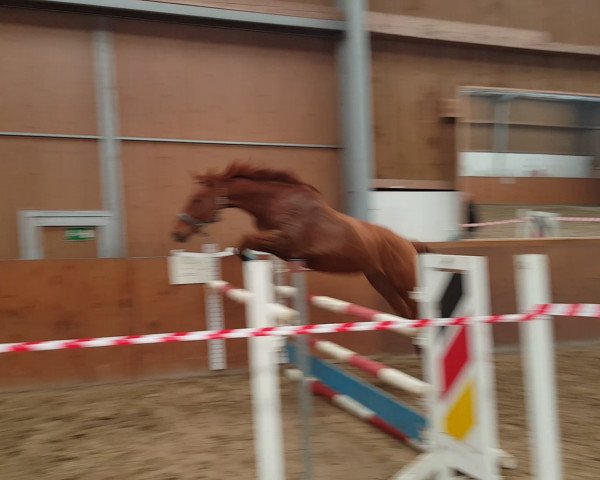 horse G.I. Joe (Mecklenburg, 2014, from Galant de Semilly 2)
