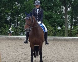 dressage horse Legat (Oldenburg, 2004, from Lanciano)