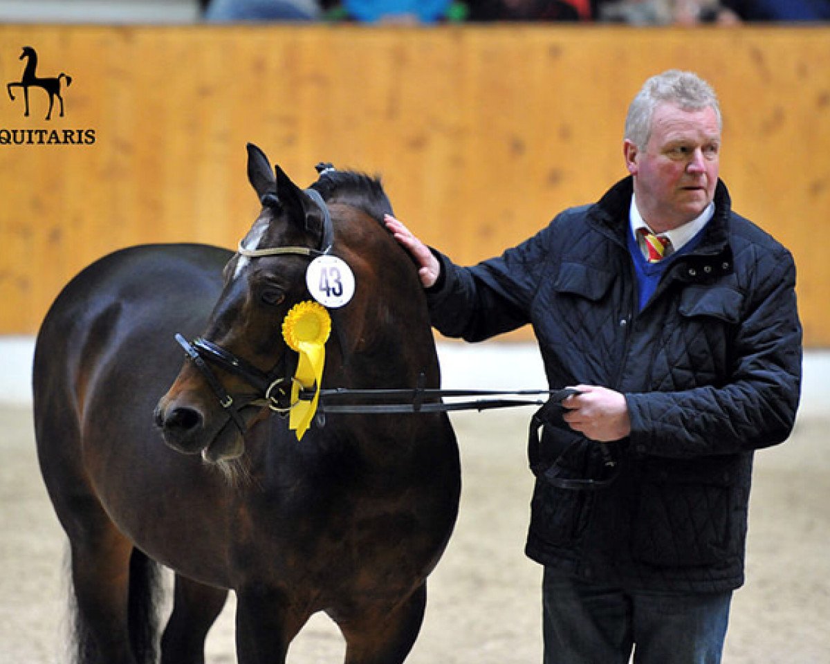stallion Davenport II (German Riding Pony, 2004, from Da Vinci R)