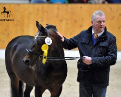 stallion Davenport II (German Riding Pony, 2004, from Da Vinci R)