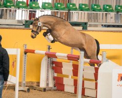 dressage horse Hans im Glück (German Riding Pony, 2014, from Halifax)