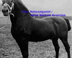 stallion Chasseur (Freiberger, 1900, from Max II)