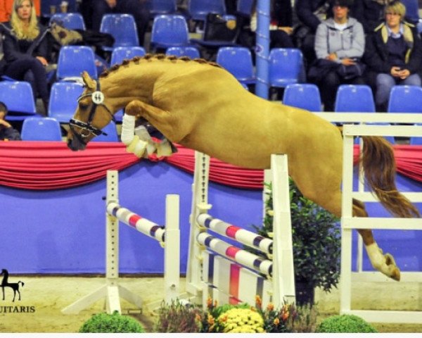 horse Volbeat (Rhinelander, 2015, from Voodoo Cr)