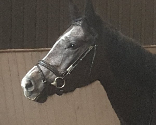 horse A beautiful mind (German Warmblood, 2014, from Acordelli)
