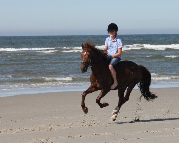 Springpferd Gaitano 17 (Deutsches Reitpony, 2001, von Gerlof)