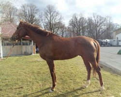 stallion Plinius xx (Thoroughbred, 2013, from Arakan xx)