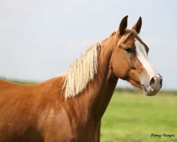 horse Djalisca M (German Riding Pony, 2014, from Djalisco J)