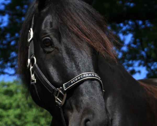 dressage horse Sir Lancelot 43 (Westphalian, 2005, from Sir Bedo)
