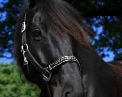 dressage horse Sir Lancelot 43 (Westphalian, 2005, from Sir Bedo)