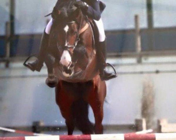 Springpferd New Delhi Vh Waterschoot Z (Zangersheide Reitpferd, 2011, von Nabab de Rêve)