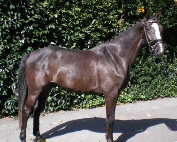 dressage horse Gary Cooper 12 (Rhinelander, 2004, from Grosso's Erbe)