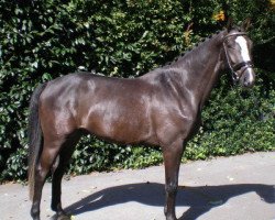 dressage horse Gary Cooper 12 (Rhinelander, 2004, from Grosso's Erbe)