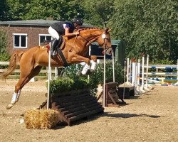 Springpferd Iva (Trakehner, 2012, von Donauklang)