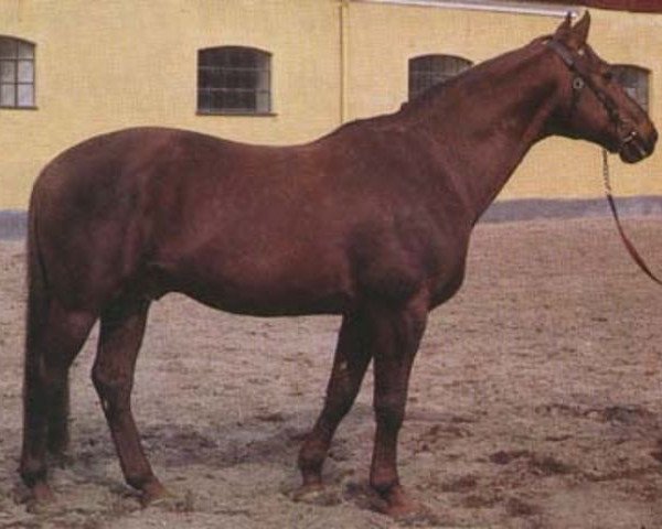 stallion Jarramas 24 FIN (Swedish Warmblood, 1952, from Heristal)