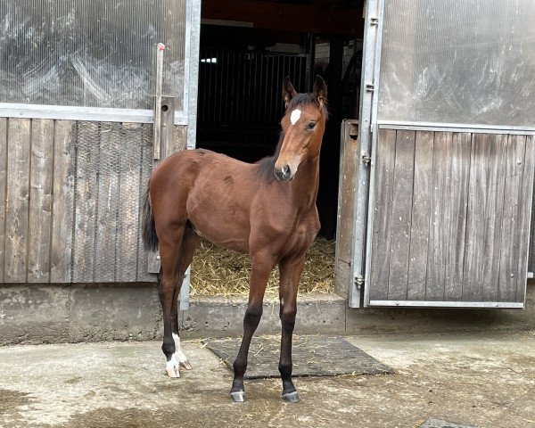 Pferd Dr. Donnerstag (Oldenburger, 2021, von Diamond First)
