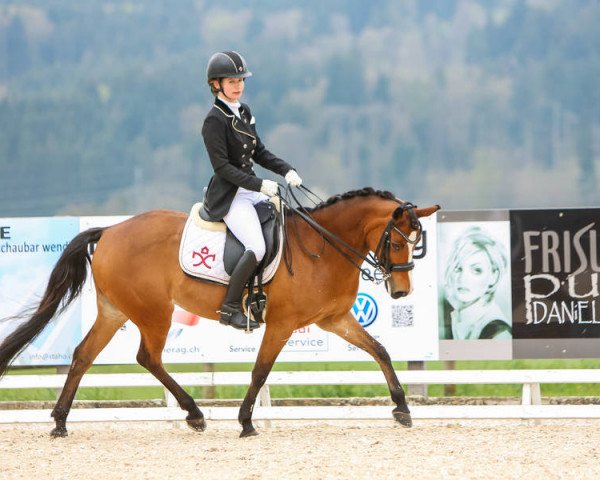 Zuchtstute Ludigen's Aysha (Deutsches Reitpony, 2001, von Walou)