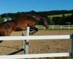 jumper Goldfever's Ghost C (Hanoverian, 2011, from Goldfever 3)