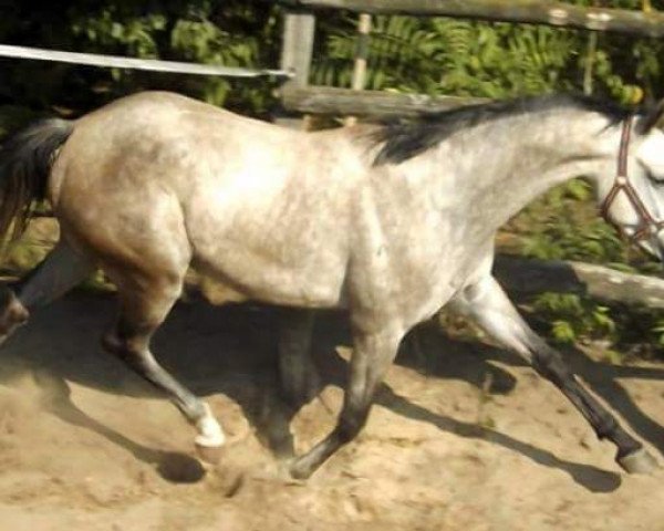broodmare Quicenta (Oldenburg, 2013, from Centadel)