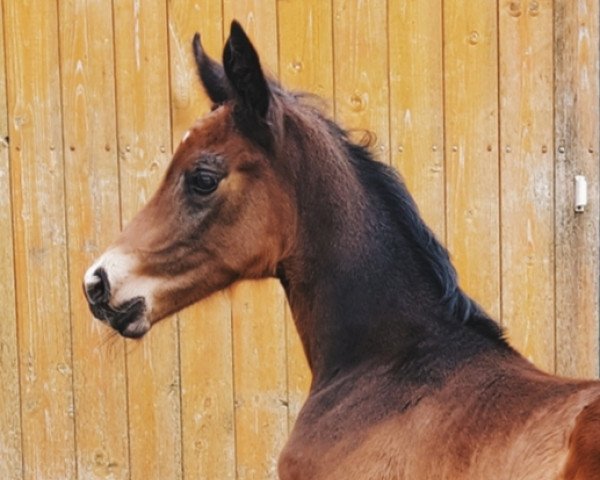 horse Blutsbruder MD (Westphalian, 2018, from Bon Coeur)
