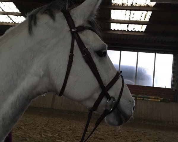 broodmare Zarielle (Holsteiner, 2007, from Carlos DZ)