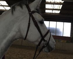 broodmare Zarielle (Holsteiner, 2007, from Carlos DZ)