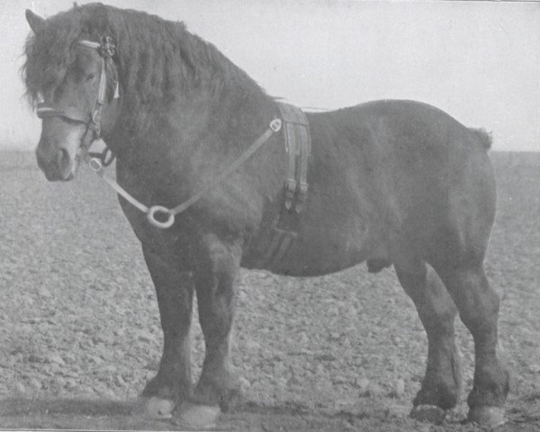 stallion Suivant de Mordicus (Dutch Heavy Draft, 1913, from Mordicus BS 54100) stallion Suivant de Mordicus (Dutch Heavy Draft, 1913, from Mordicus BS 54100)