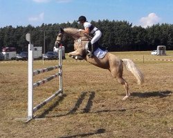 dressage horse Golden Grace 4 (German Riding Pony, 2007, from Gandalf)