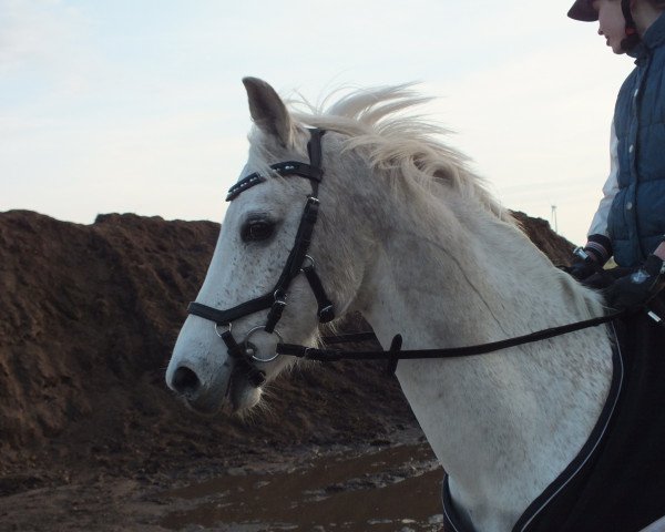 jumper Nemo (German Riding Pony, 2003, from Heidbergs Nancho Nova)