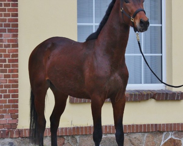 dressage horse Jack X (Oldenburg, 2014, from Jazzman)