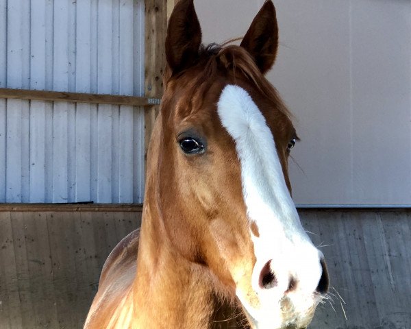 horse Whiz N Tag Peppy (Quarter Horse, 2010, from Whiz N Tag Chex)
