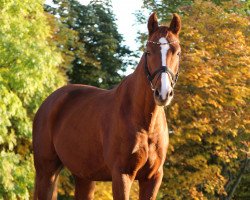 dressage horse Benissimo S (Hanoverian, 2010, from Belissimo NRW)